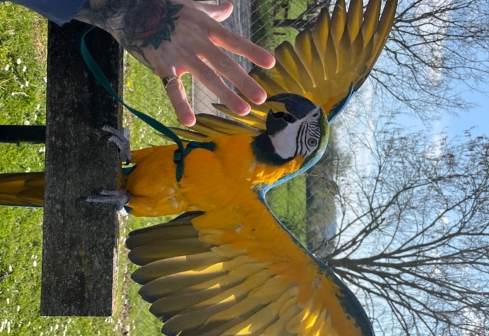 Baby Blue and Gold Macaw 