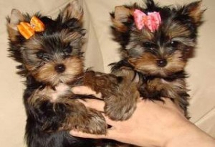 Lovely Yorkie Puppies Available