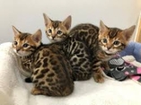 Spotted bengal kittens ready 4 adoption