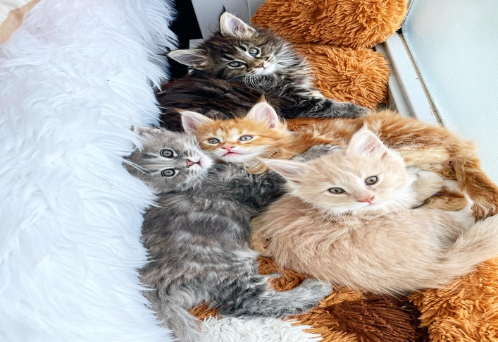 Full TICA Pedigree Maine Coon kittens