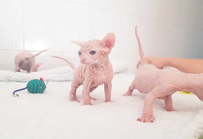 Sphynx and Bengal  cats ready