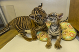 Lovely And, White Tiger Cubs, Cheetah Cubs, African Serval