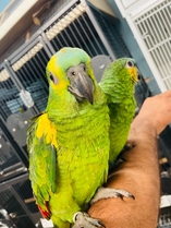 Fully Hand Baby Amazon Talking Parrot