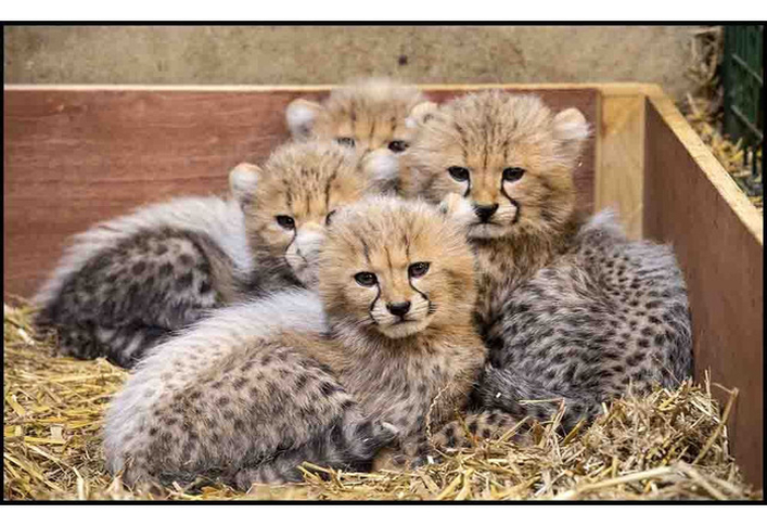 Male and Female Tigers, Lions, Cheetah Cubs For Sale