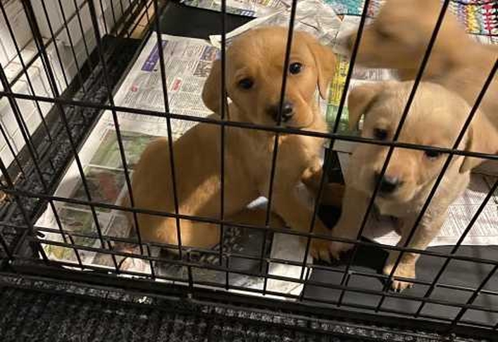 Labrador Puppies for adoption