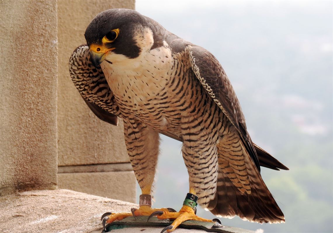 Peregrine falcon wild life