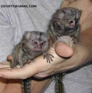 Finger baby marmoset monkeys for adoption