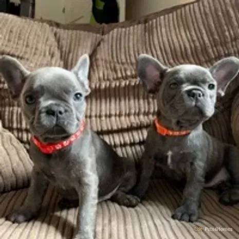 French bulldog puppy 4 adoption