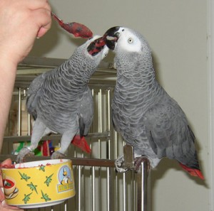 African gray