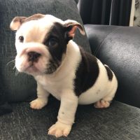 Teacup Puppies Available For Adoption