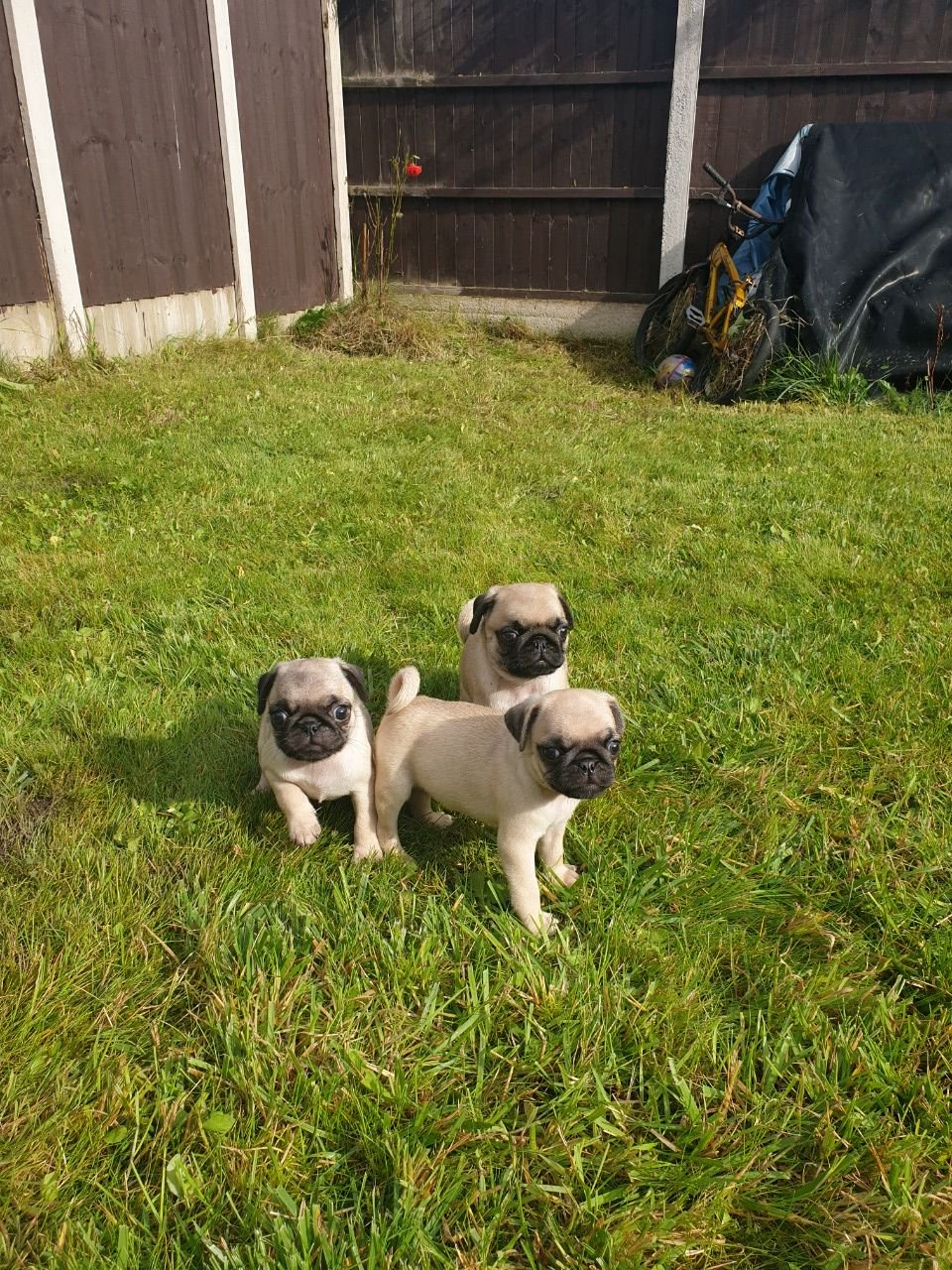 Pug puppies for sale