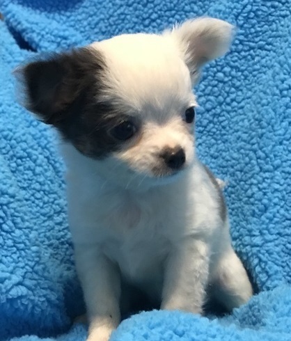 Healthy Chihuahua Puppies
