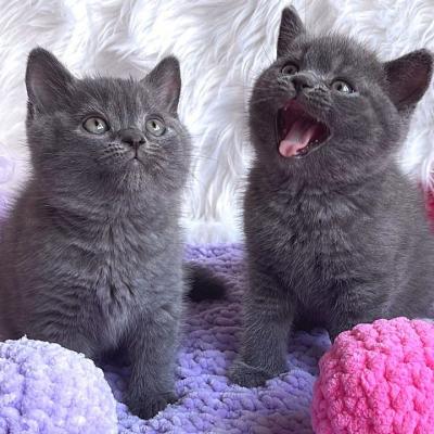 British shorthair kittens available