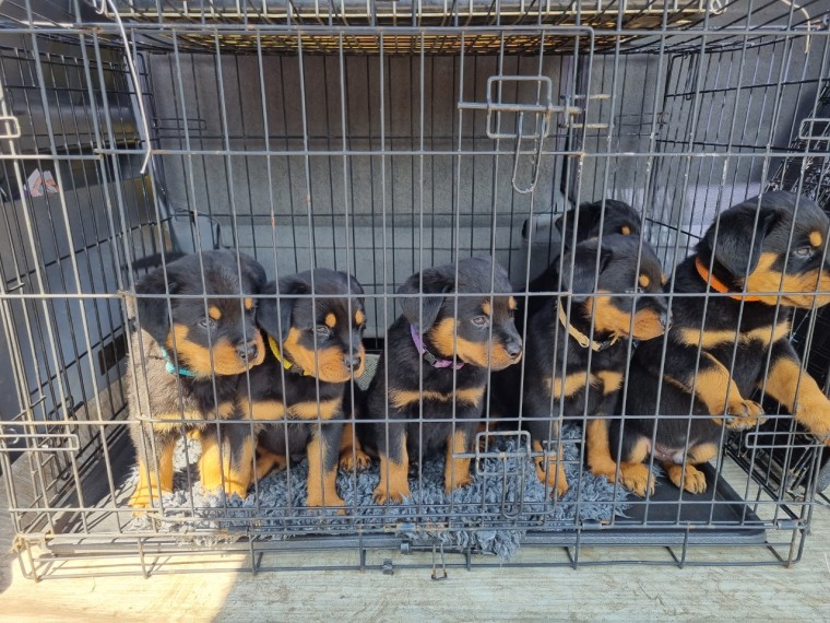 We have Rottweiler puppies for sale