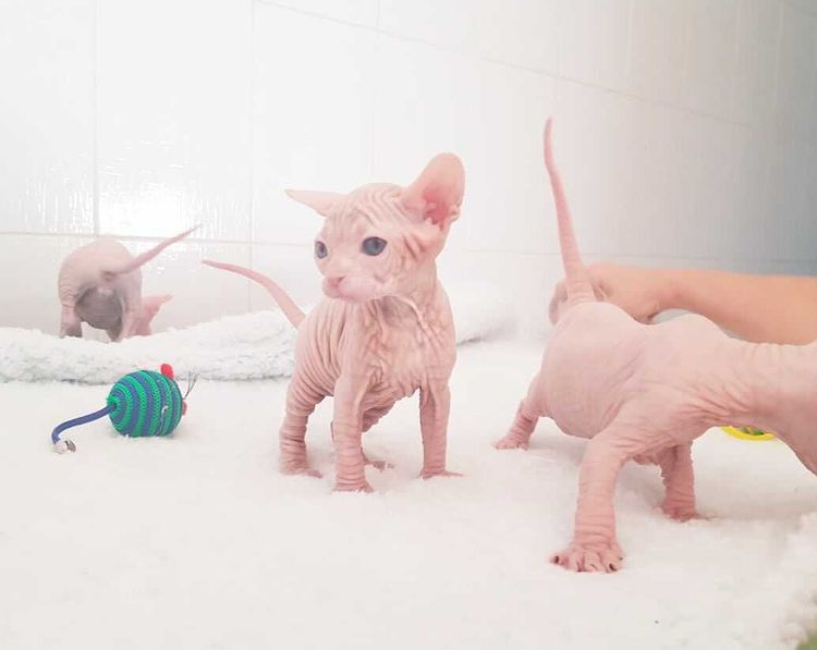 Sphynx and Bengal  cats ready