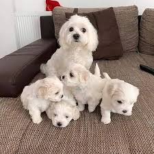 Home raised maltese puppies for rehoming contac via whatsapp: +971 543 823