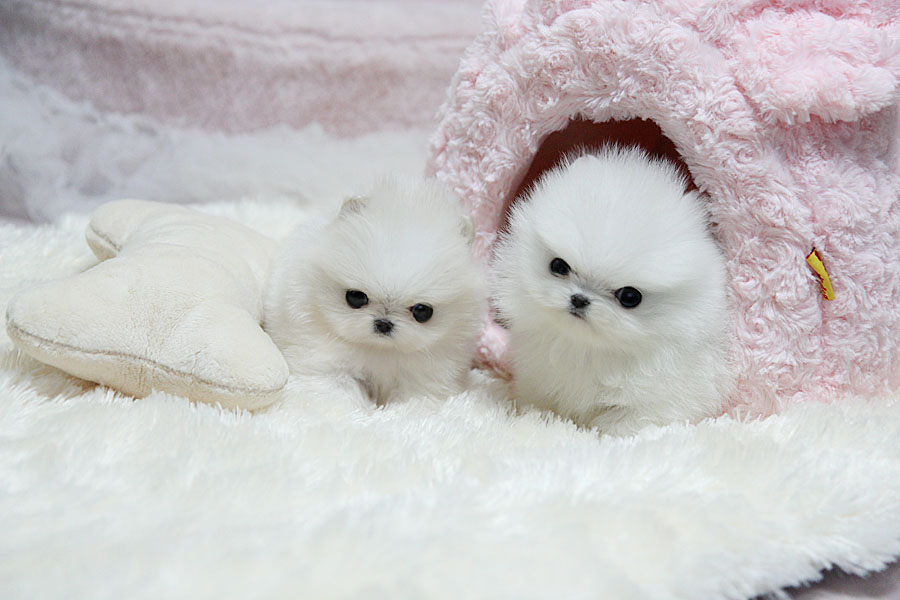 Gorgeous Teacup Pomeranian Puppis for adoption