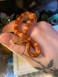 Baby corn snake available