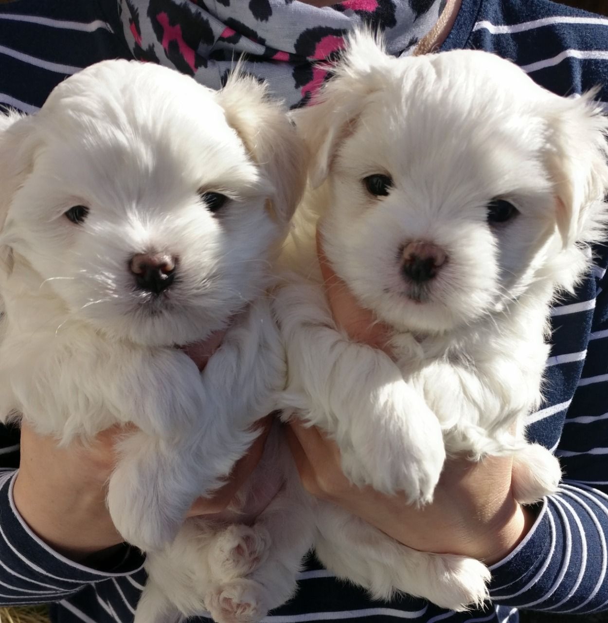 Amazing maltese puppies for adoption