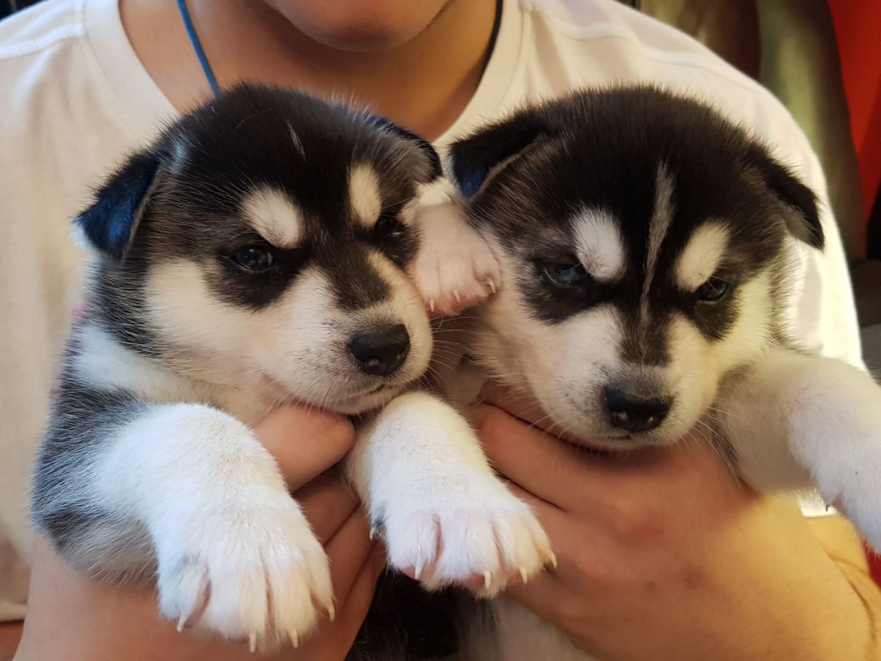 Husky Puppies-Fawn Grey&White AKC Reg With Blue Eyes
