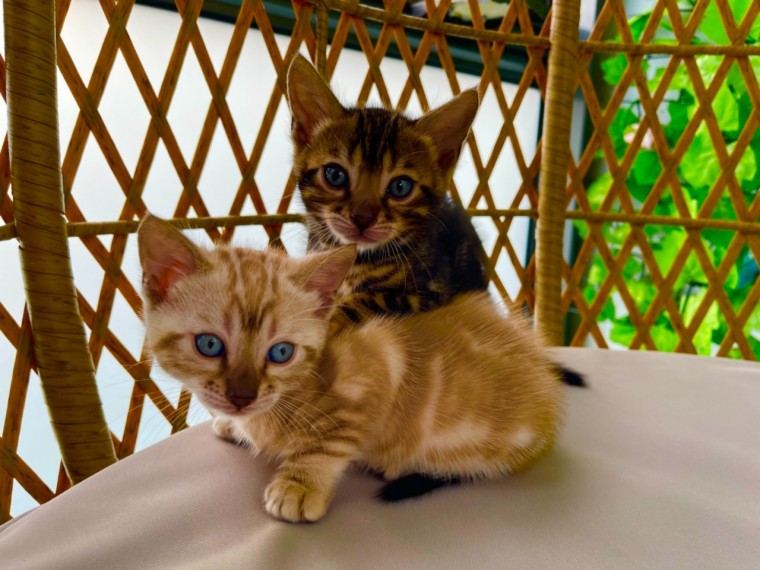 Superb Bengal kittens available