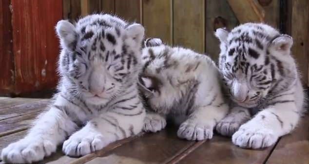 Male and Female Tigers, Lions, Cheetah Cubs For Sale