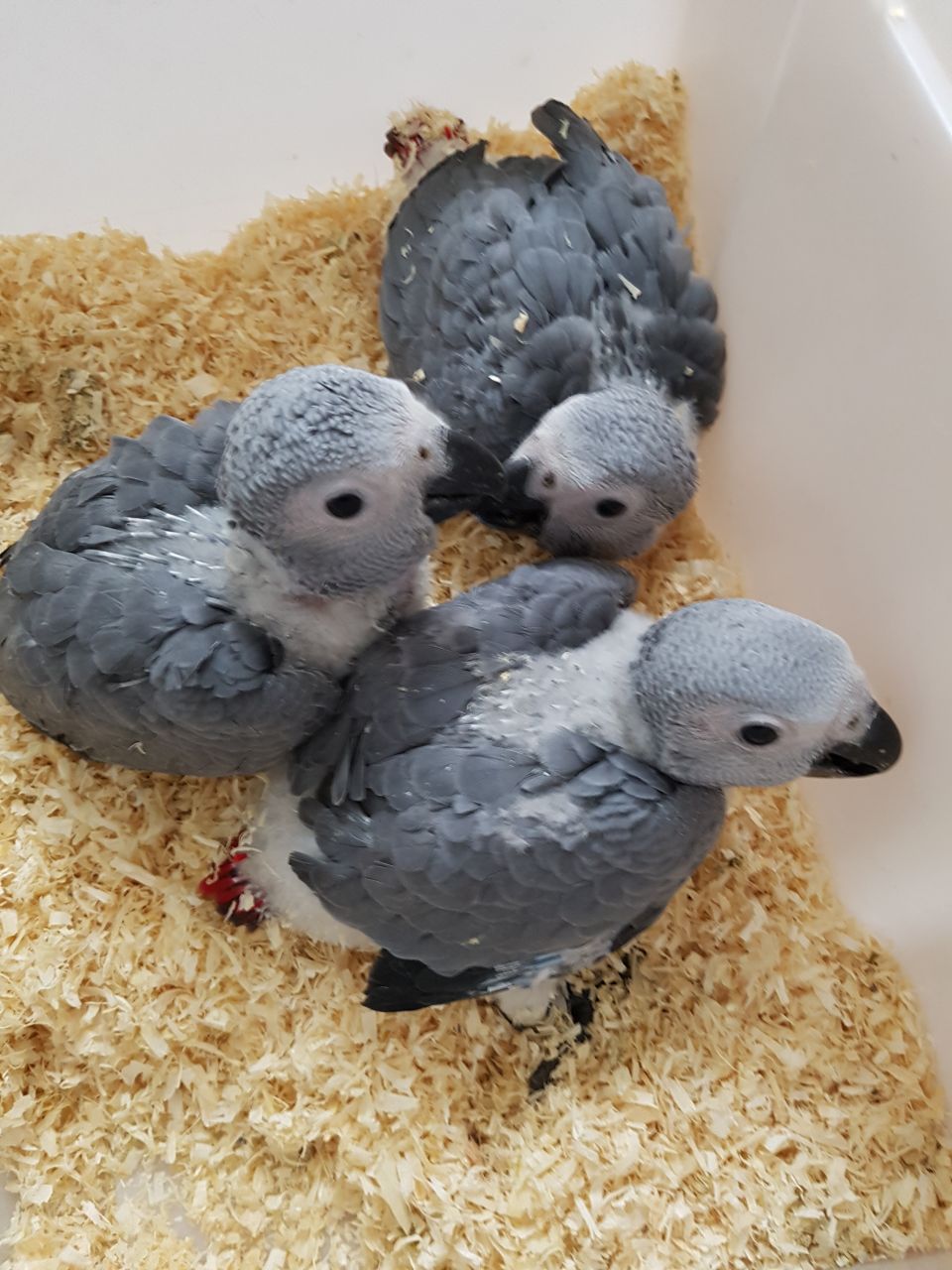 Hand Fed Parrots For adoption
