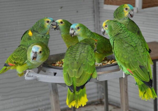 various species of birds and parrots available