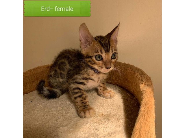 bengal kittens available for sale just now
