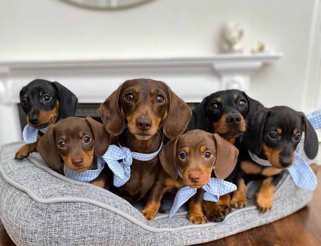 AKC Dachshund puppies for sale