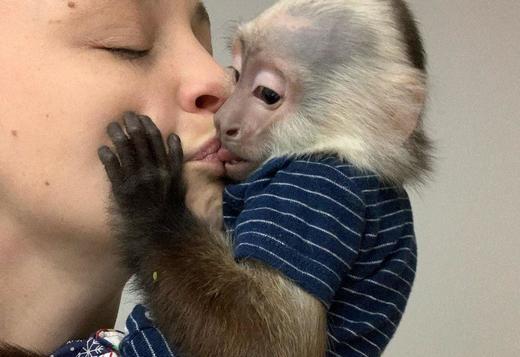 Friendly baby Capuchin Monkeys