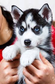 Blue eyes Siberian husky puppy
