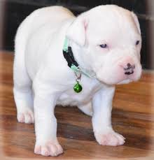 Pitbull terrier puppies available