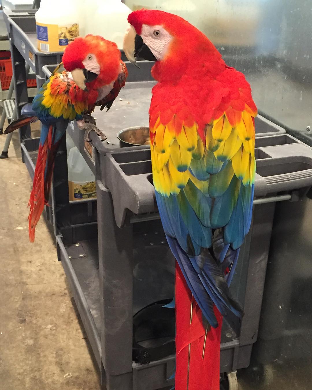 Beautiful Harlegold Macaw Parrots