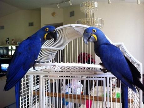 Cute Blue Macaw Parrots Looking for Re-Home