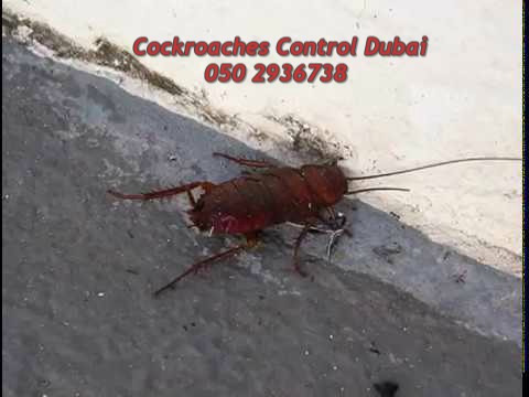 Pest Control Services Dubai- 050 2936738